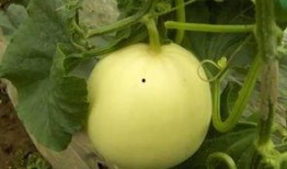 菜瓜最新事件爆料,揭秘背后惊人真相