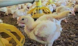 鸡的最新爆料图片,揭秘最新爆料的网红鸡风采