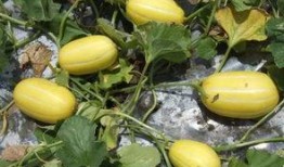 菜瓜最新事件爆料,揭秘背后惊人真相