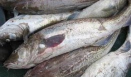 鳕鱼最新爆料图片高清视频,惊艳瞬间尽收眼底