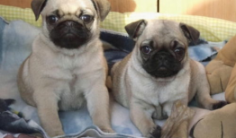 巴哥格斗大赛爆料最新,巅峰对决，热血燃情瞬间回顾