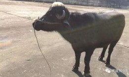 牛不啦的最新爆料,揭秘娱乐圈最新热点事件