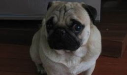 巴哥格斗大赛爆料最新,巅峰对决，热血燃情瞬间回顾